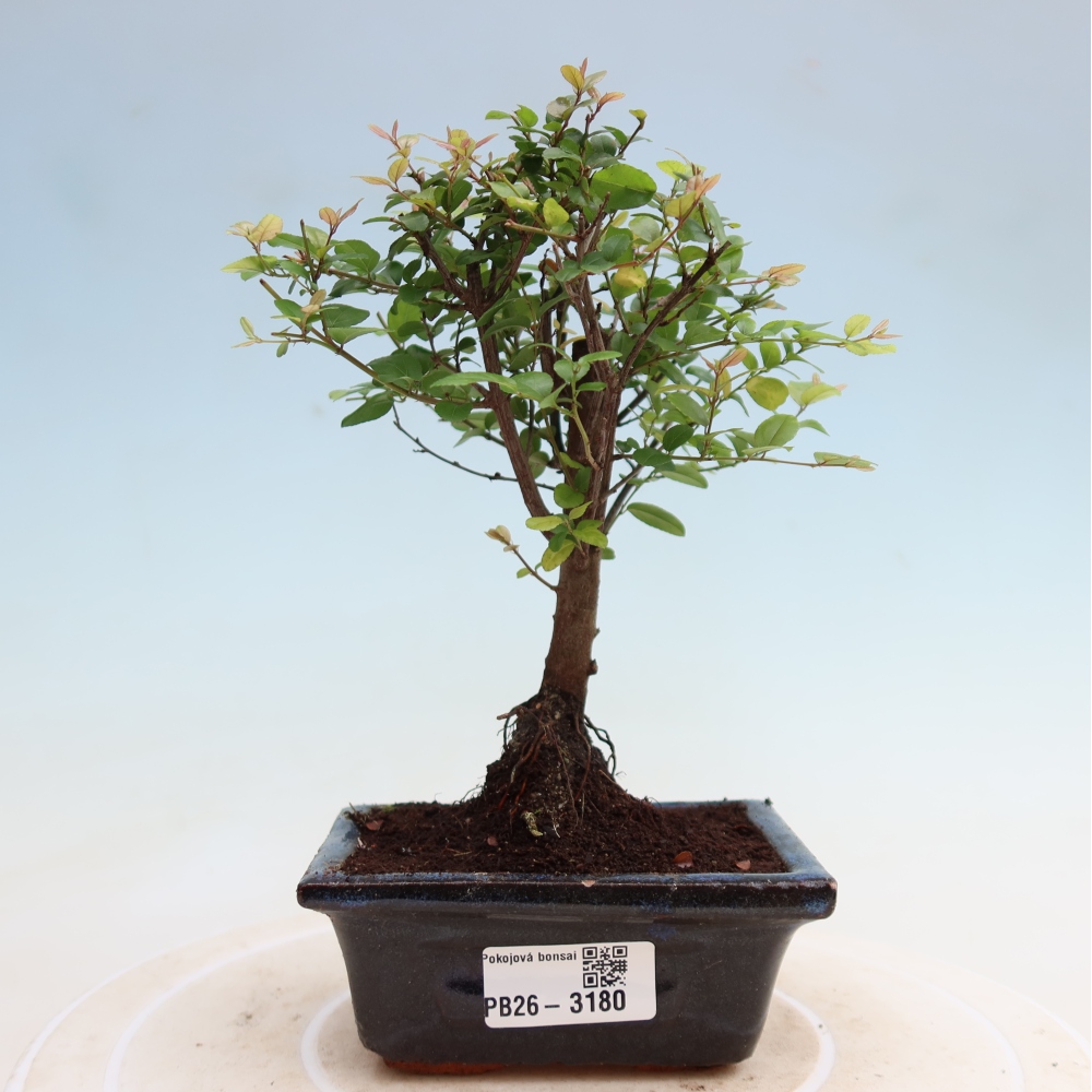 Camera bonsai - Sageretia thea - Sageretia thea