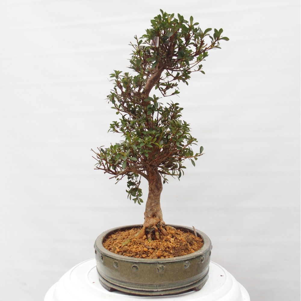 Bonsai da esterno - Azalea giapponese - Azalea Hanatsuzuri