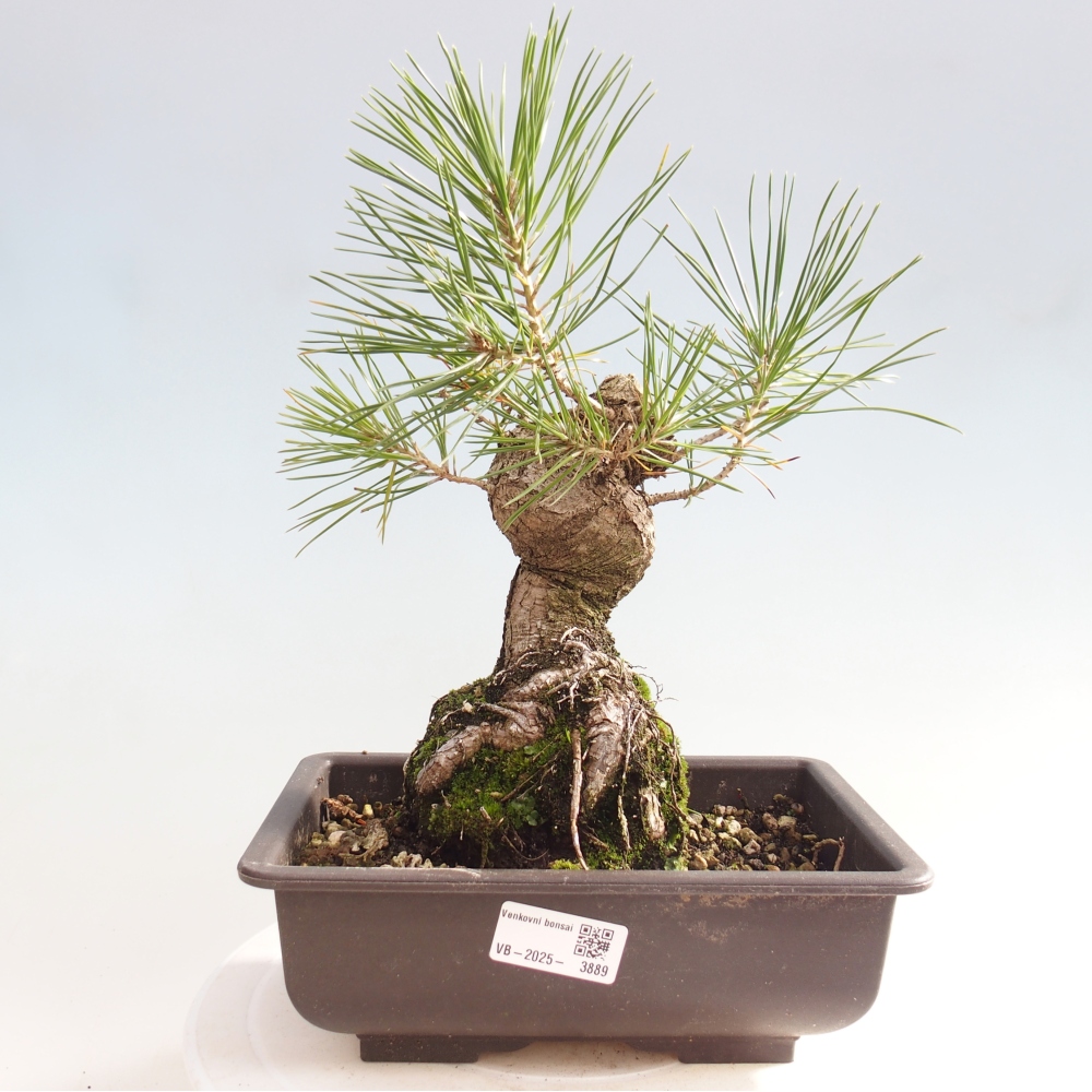 Bonsai da esterno - Pinus thunbergii - Pino di Thunberg