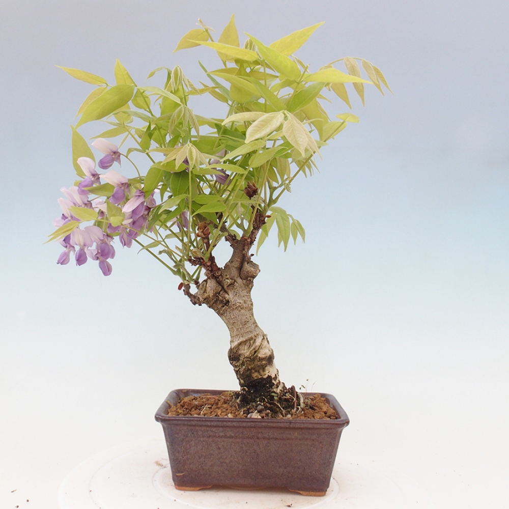 Bonsai da esterno - Glicine floribunda