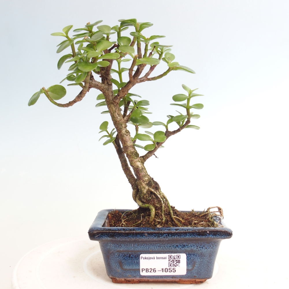 Camera bonsai - Portulakaria Afra - Tlustice