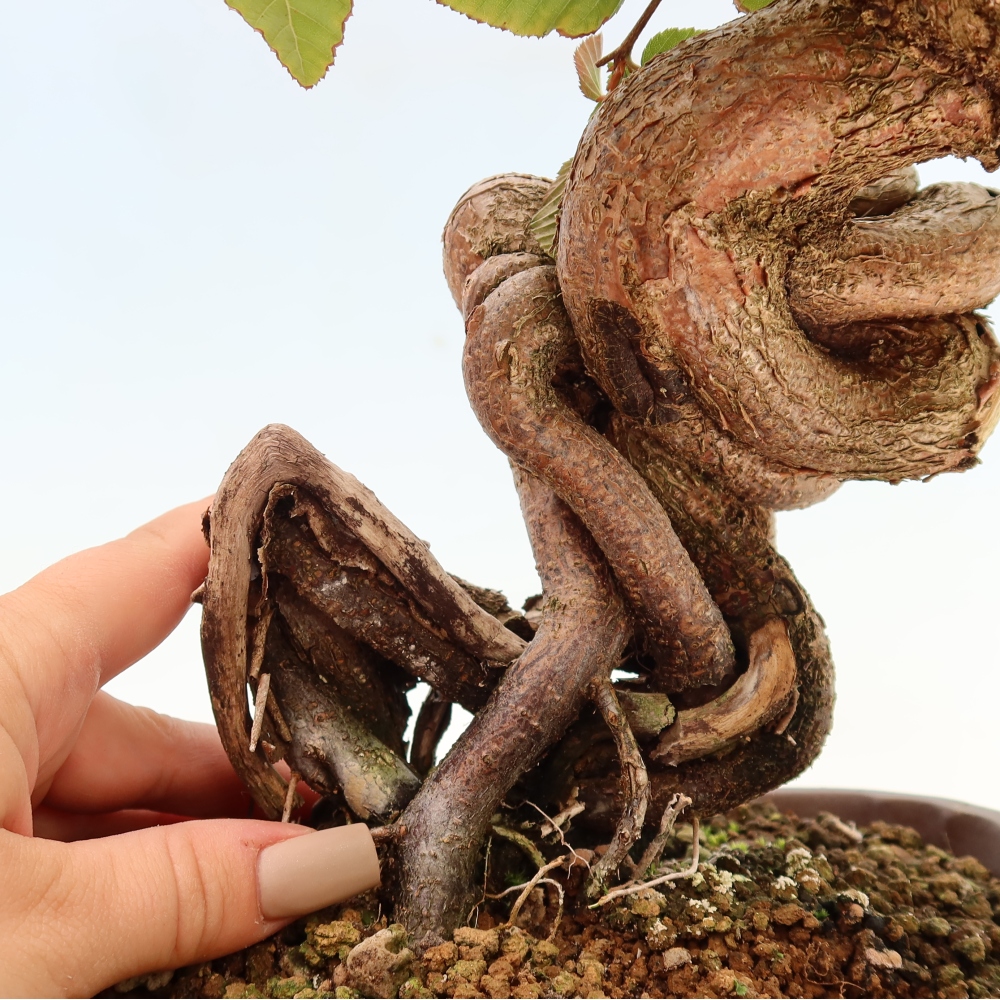Bonsai da esterno -Carpinus CARPINOIDES - Carpino coreano