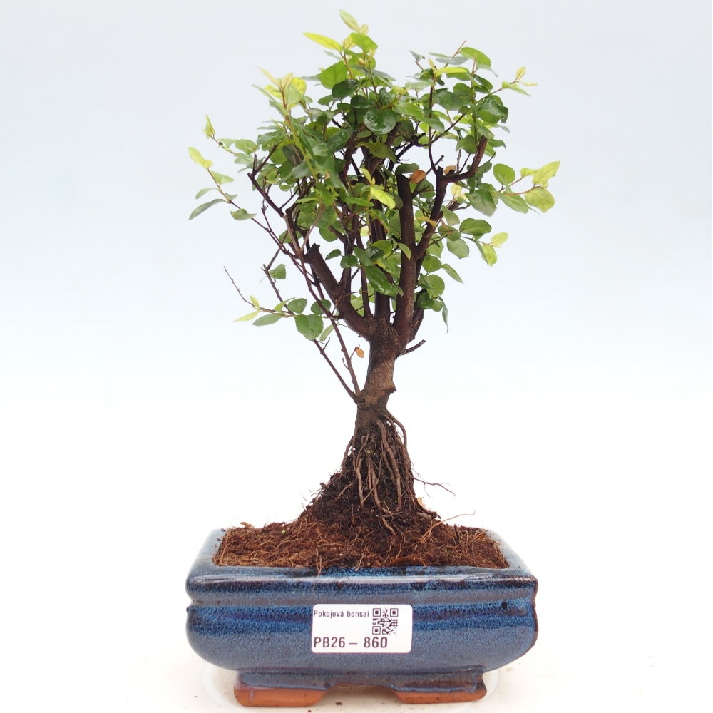 Camera bonsai - Sageretia thea - Sageretia thea