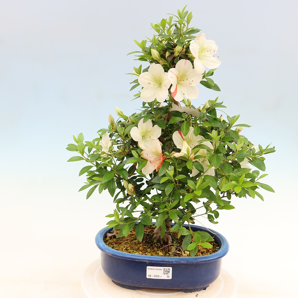 Bonsai da esterno - Azalea giapponese - Azalea Asahi-no-izumi
