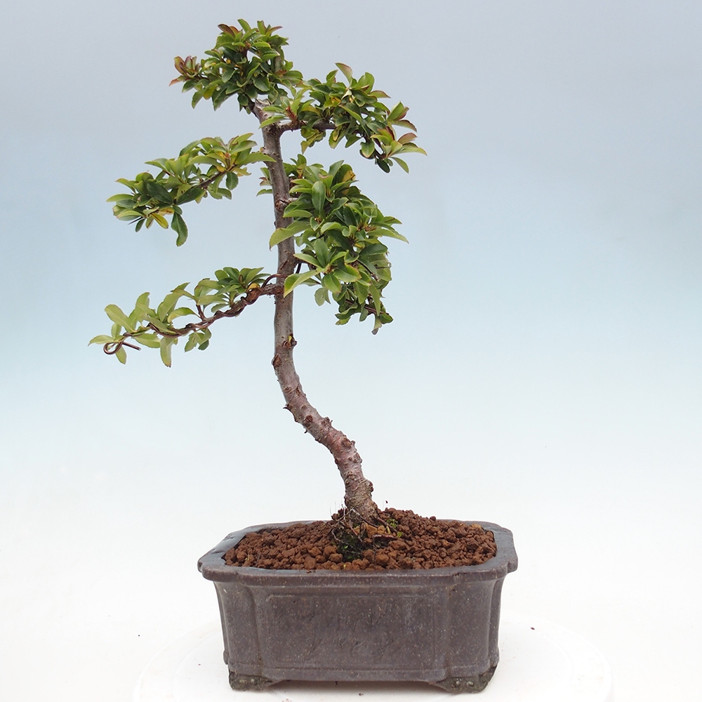 Bonsai da esterno-Pyracantha Teton -Hlox