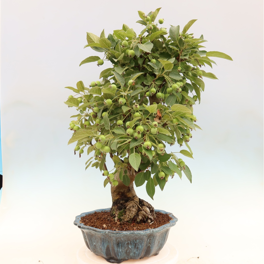 Bonsai da esterno -Malus halliana - Melo a frutto piccolo