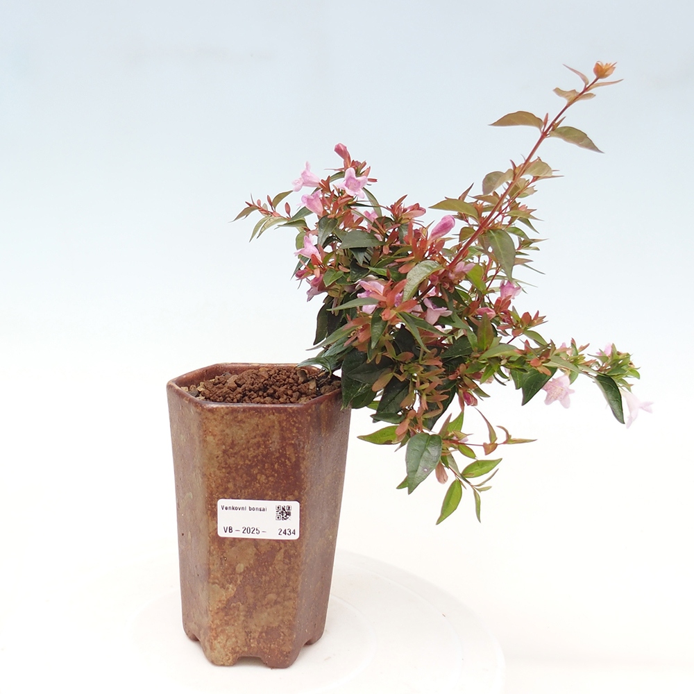 Bonsai da esterno - Abelia Grandiflora - Abelia grandiflora