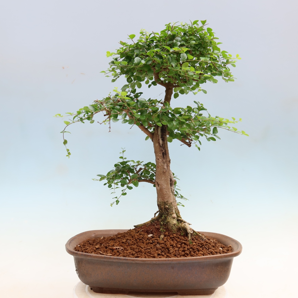 Camera bonsai -Ligustrum retusa - becco d'uccello a foglie piccole