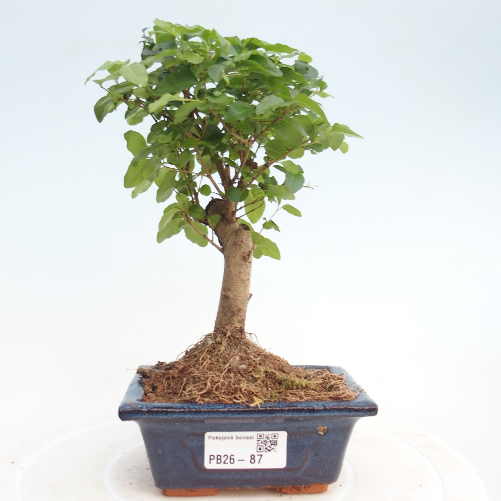 Camera bonsai -Ligustrum chinensis - Becco d'uccello