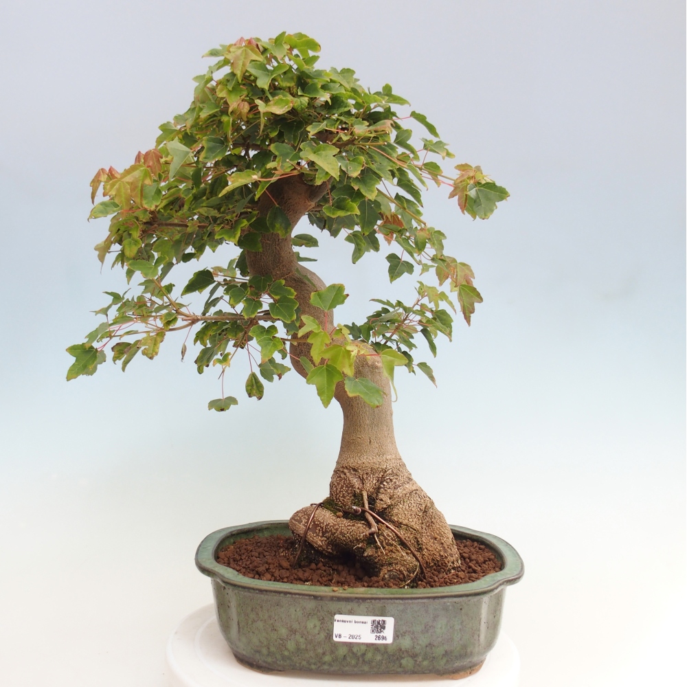 Bonsai da esterno - Acer Buergerianum - Acero di Burger