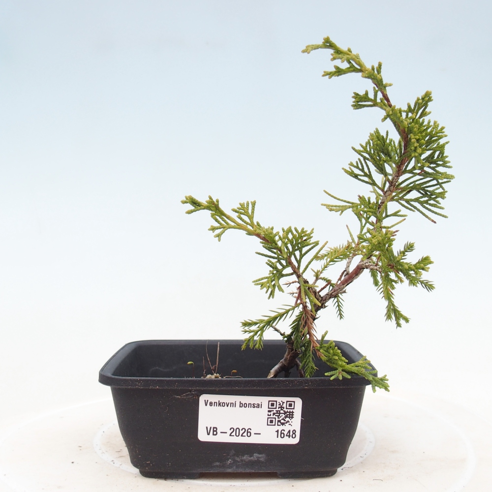 Bonsai da esterno - Juniperus chinensis Itoigawa