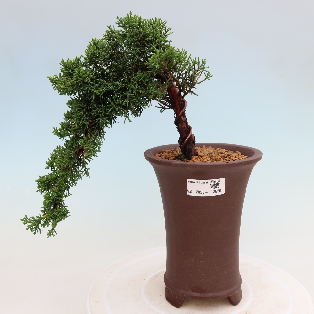 Bonsai da esterno - Juniperus chinensis Kishu