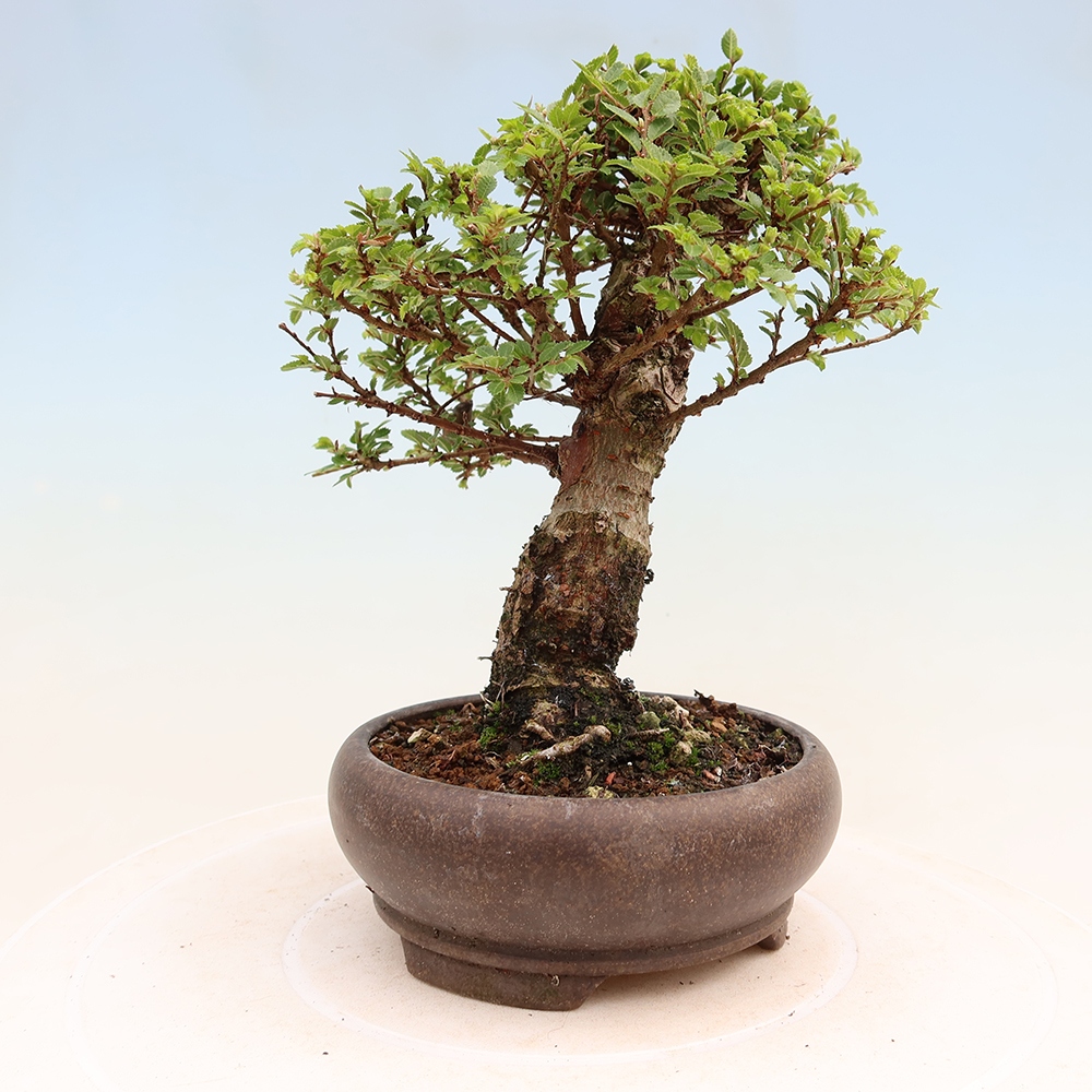Bonsai da esterno - Ulmus parvifolia Sagei - Olmo a foglie piccole