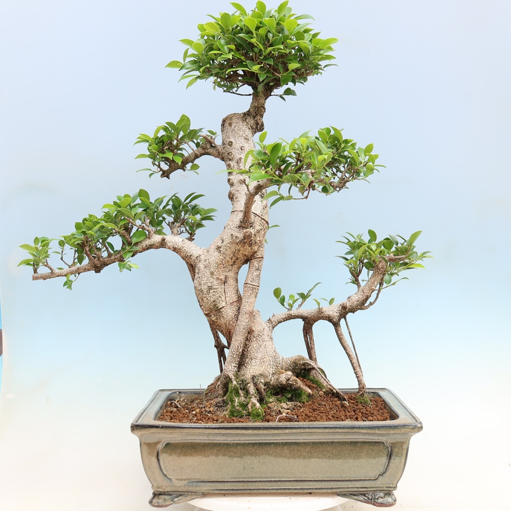 Camera bonsai - Ficus kimmen - ficus a foglie piccole