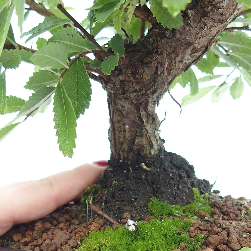 Bonsai da esterno - Zelkova - Zelkova NIRE