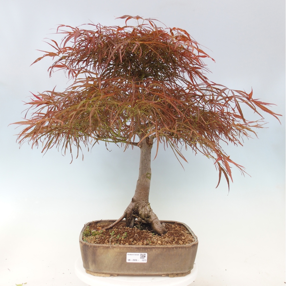 Bonsai da esterno - Acer palmatum RED PYGMY