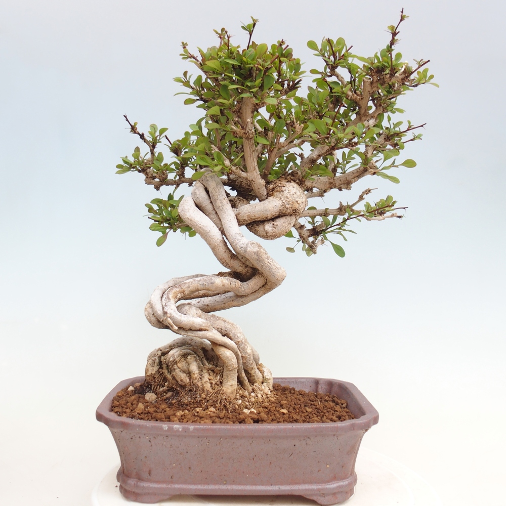 Bonsai da esterno - Berberis coreana