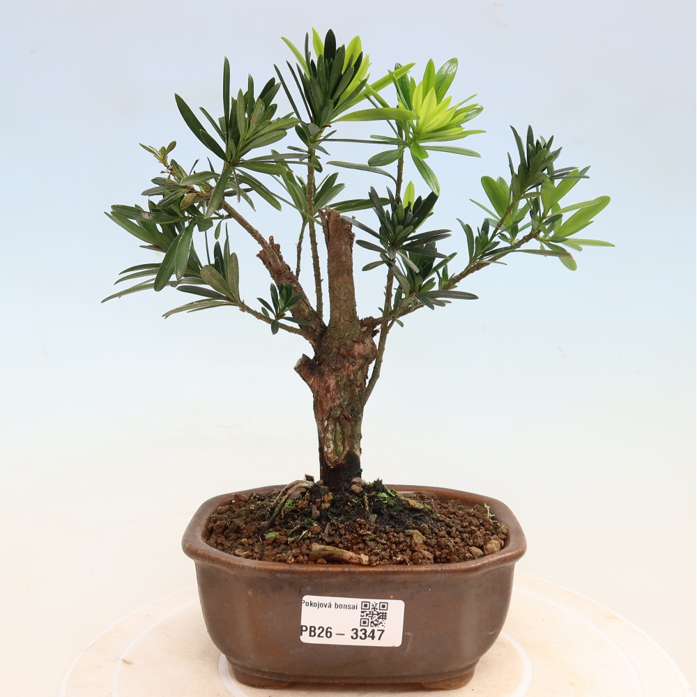 Camera bonsai - Podocarpus - Tasso delle pietre