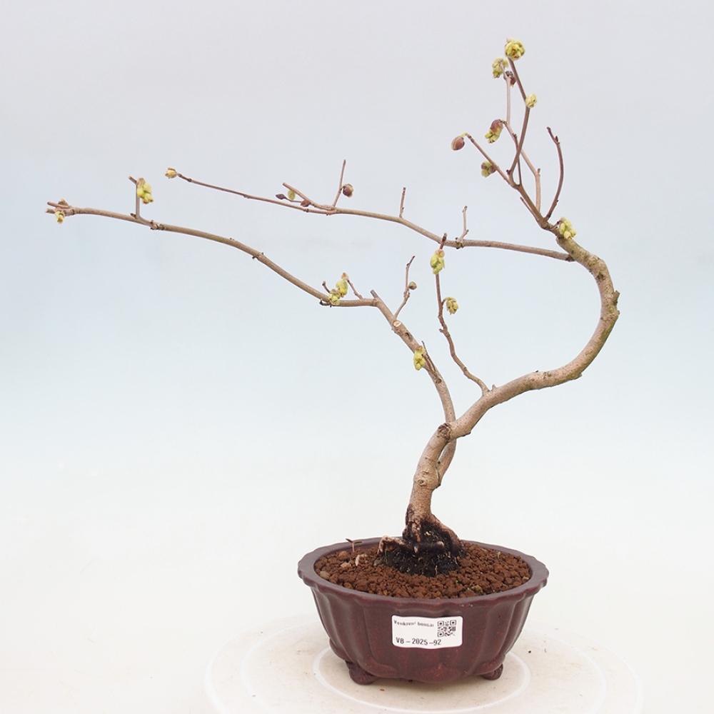 Bonsai da esterno - Nocciolo - Corylopsis Spicata