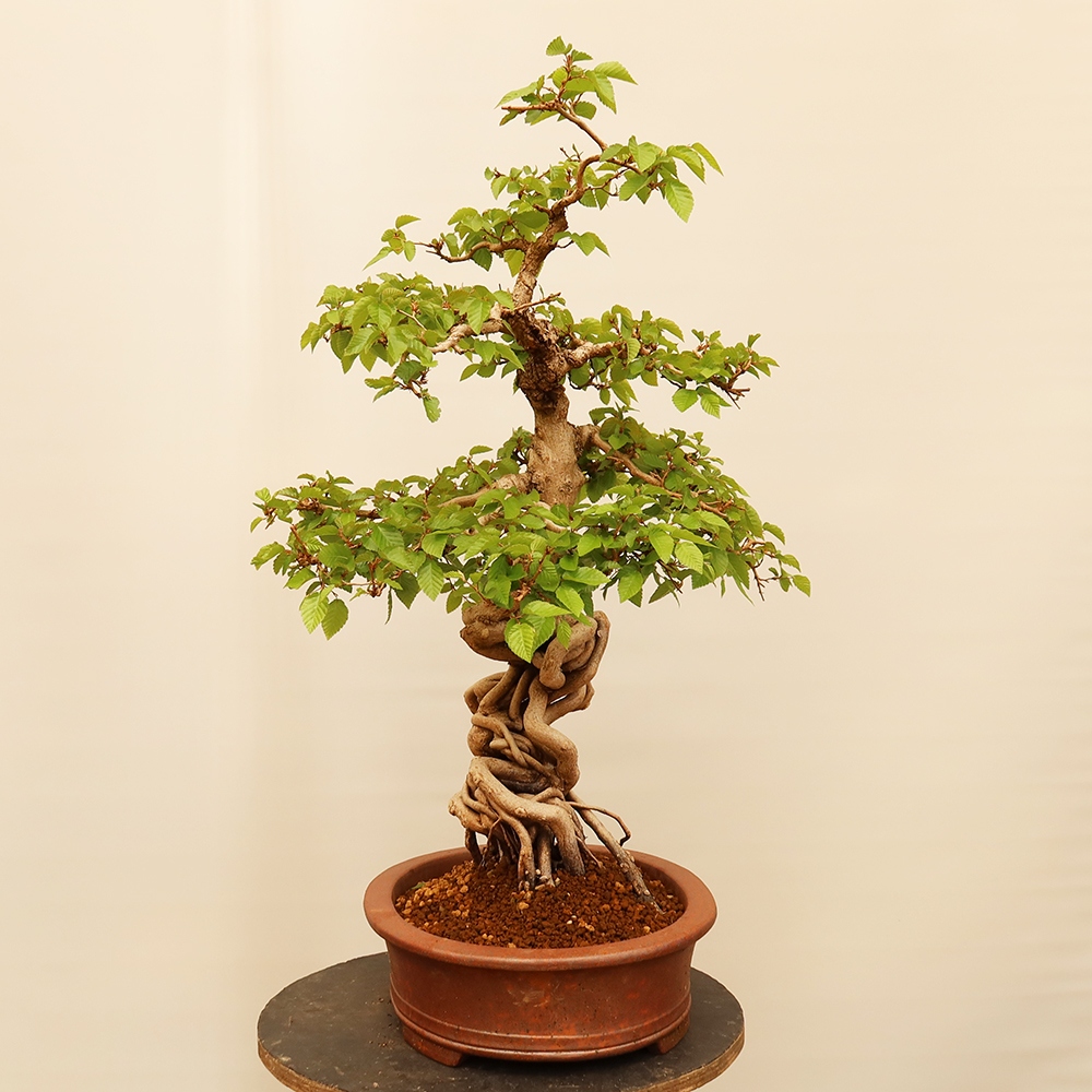 Bonsai da esterno -Carpinus Coreana - Carpino coreano