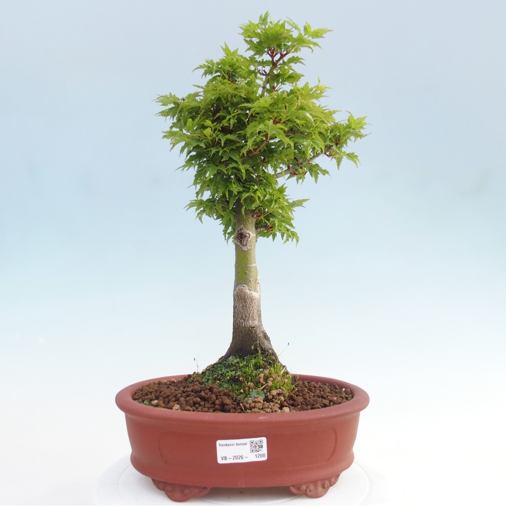 Bonsai da esterno -Palma di Giava Acer palmatum Shishigashira