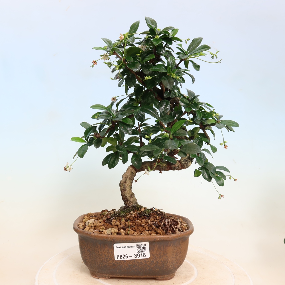Camera bonsai - Carmona macrophylla - Tea fuki