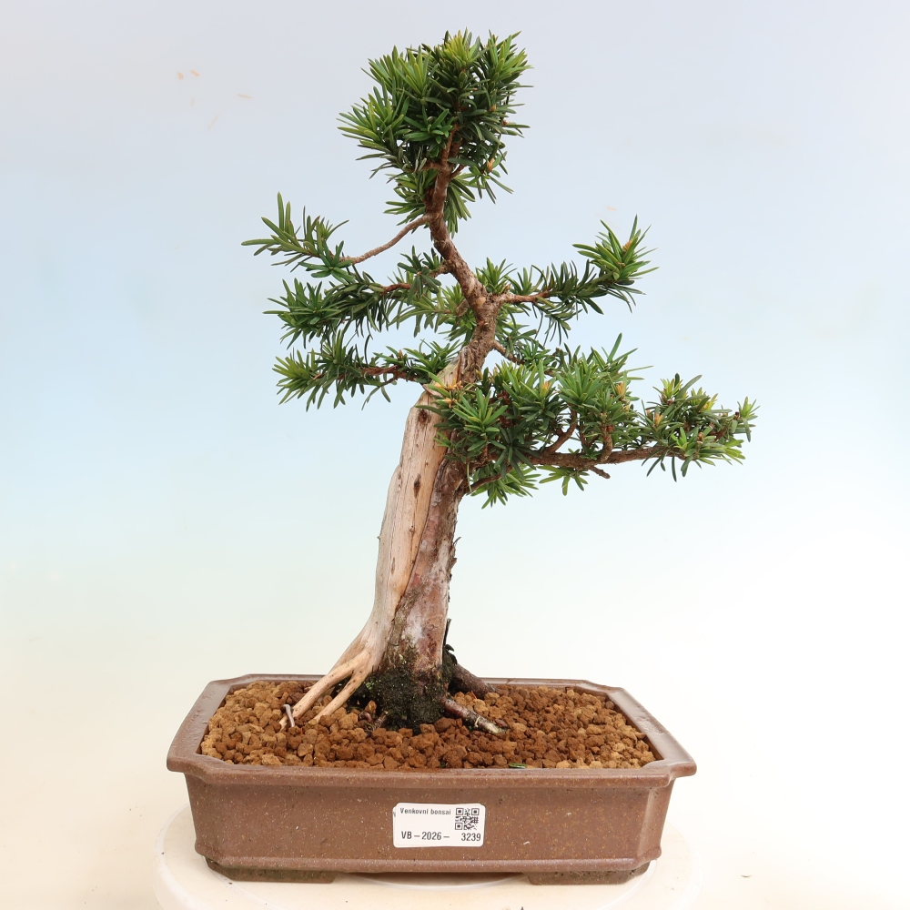 Bonsai da esterno - Taxus cuspidata - Tasso giapponese