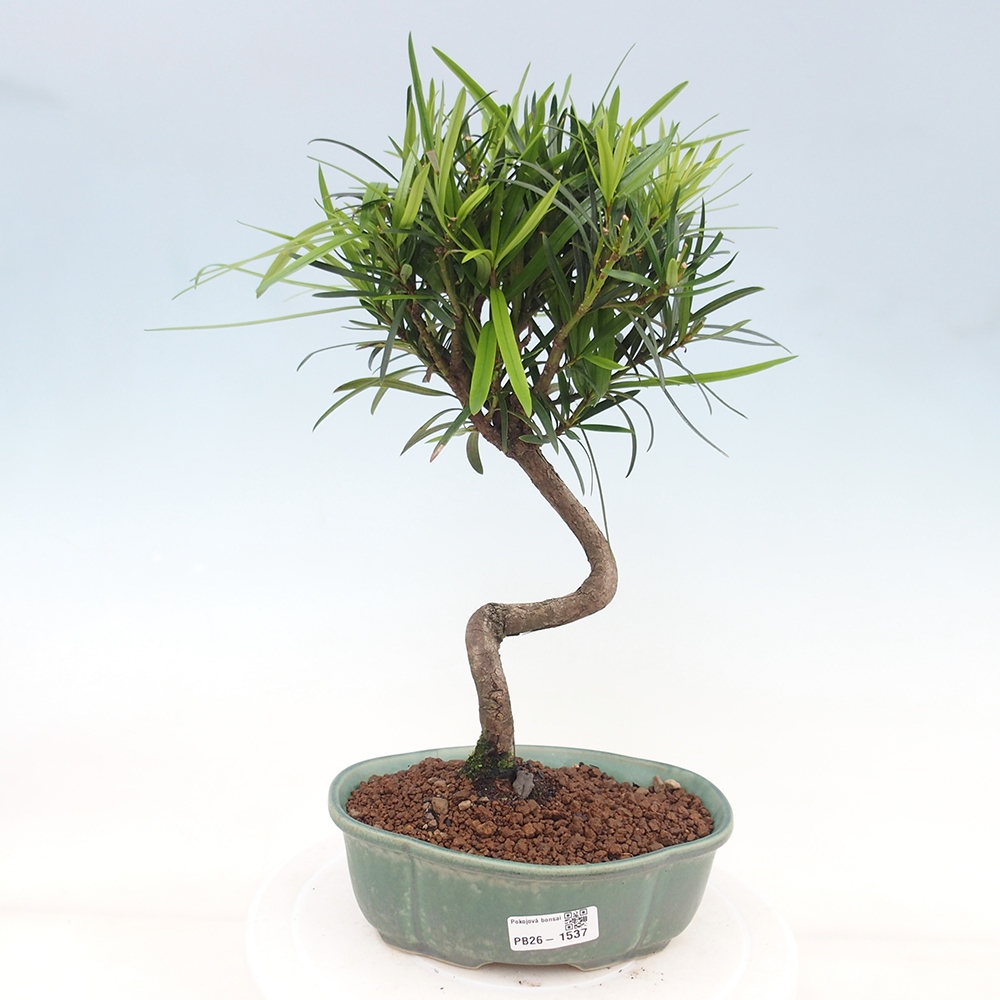 Camera bonsai - Podocarpus - Tasso delle pietre