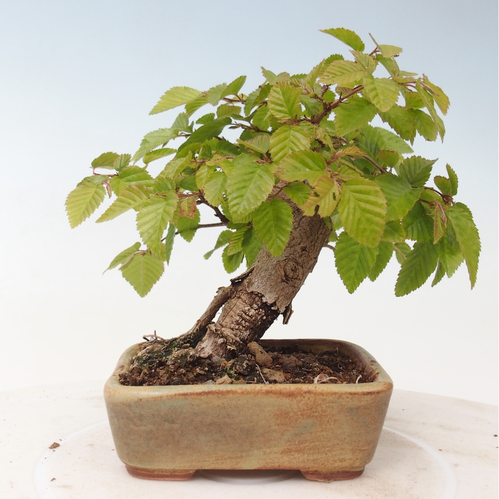 Bonsai da esterno -Carpinus CARPINOIDES - Carpino coreano
