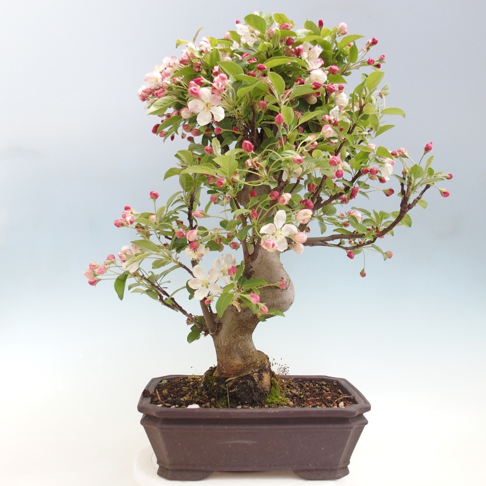 Bonsai da esterno -Malus halliana - Melo a frutto piccolo