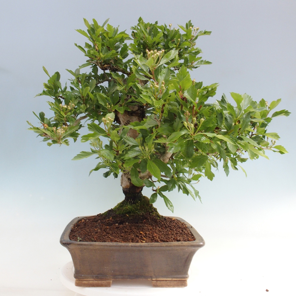 Bonsai da esterno - Biancospino - Crataegus cuneata