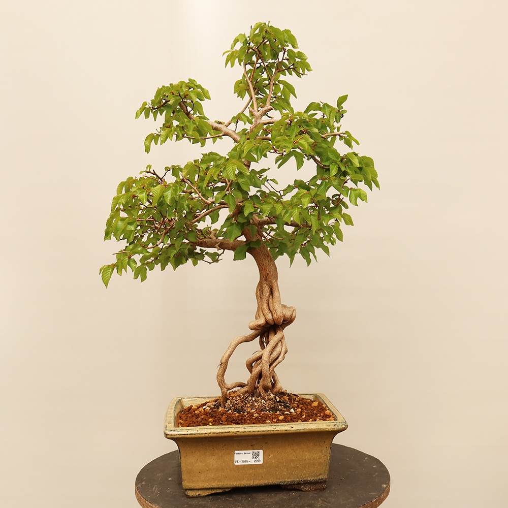 Bonsai da esterno -Carpinus Coreana - Carpino coreano