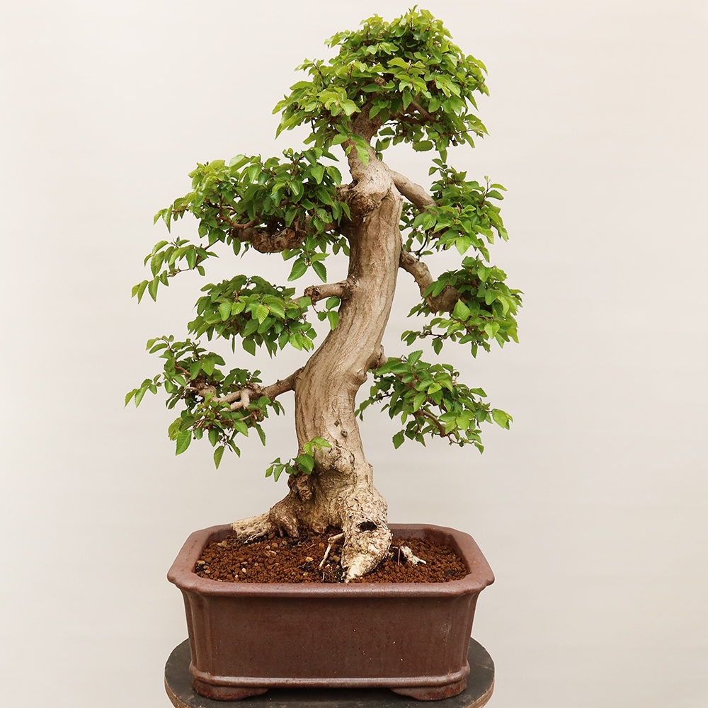 Bonsai da esterno -Carpinus Coreana - Carpino coreano