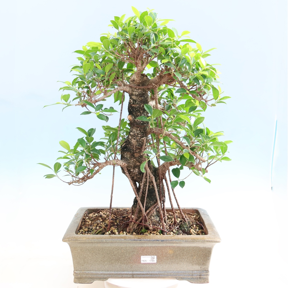 Camera bonsai - Ficus kimmen - ficus a foglie piccole