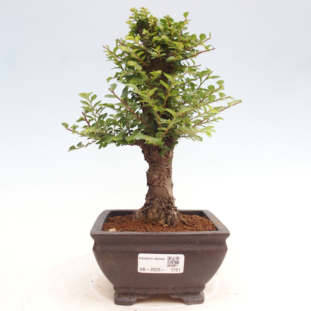 Bonsai da esterno - Ulmus parvifolia Hokkaido - Olmo cinese
