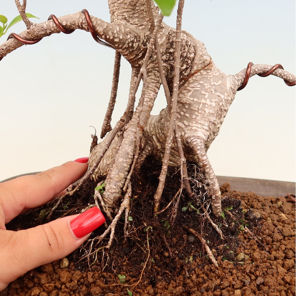 Camera bonsai - Ficus kimmen - ficus a foglie piccole
