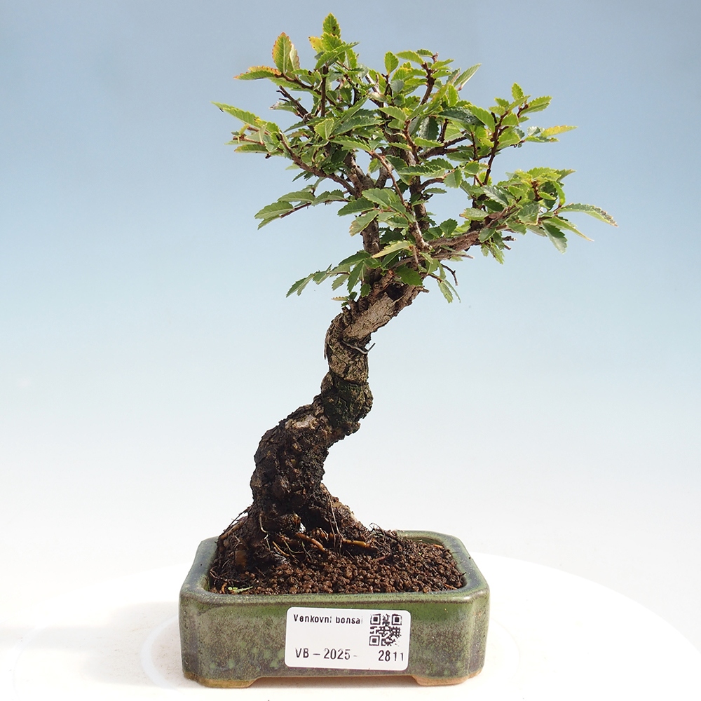 Bonsai da esterno - Zelkova - Zelkova NIRE
