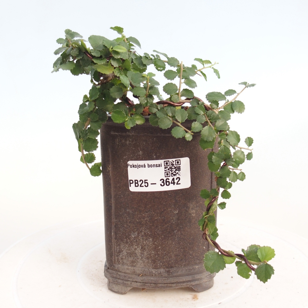 Camera bonsai - Grewia sp. - Grewia malafolia