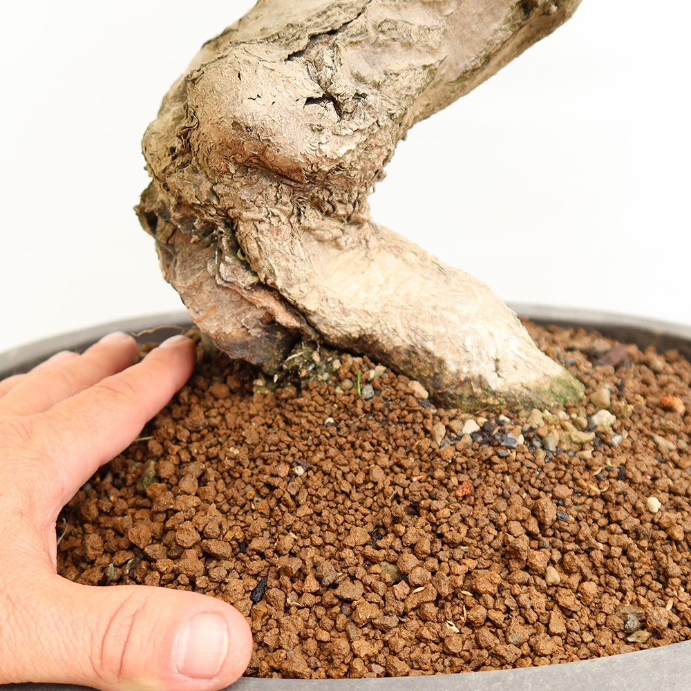 Bonsai da esterno -Carpinus Coreana - Carpino coreano