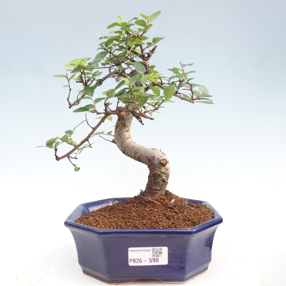 Camera bonsai - Ulmus parvifolia - Olmo a foglie piccole