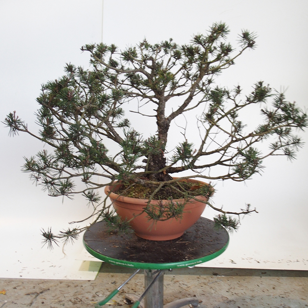 Yamadori - Pinus sylvestris Spagna