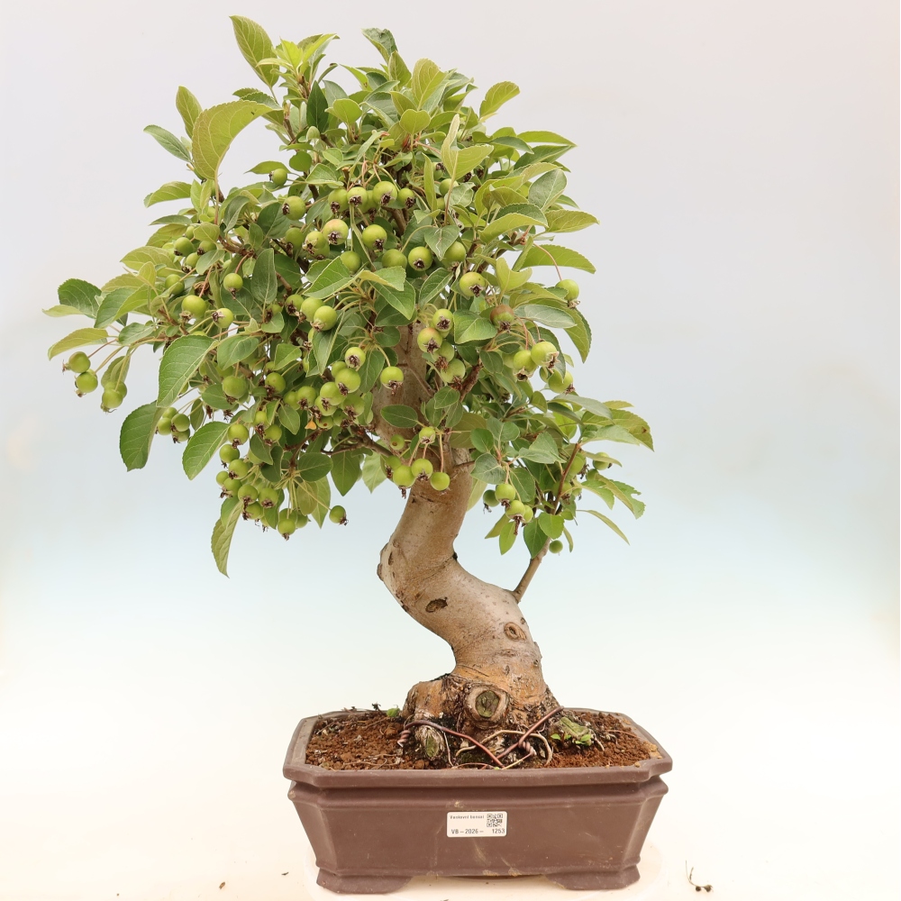Bonsai da esterno -Malus halliana - Melo a frutto piccolo
