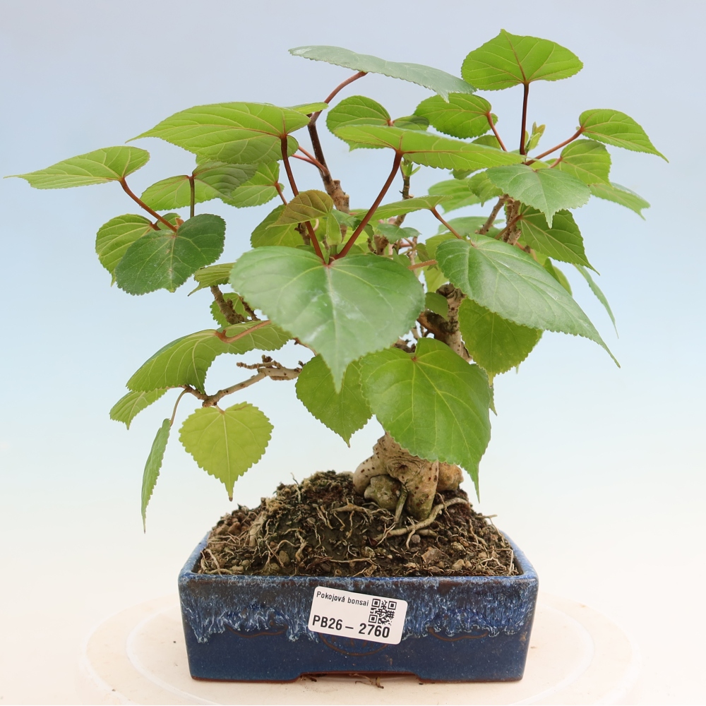 Bonsai da interno - Hibiscus tiliaceus - Ibisco marino