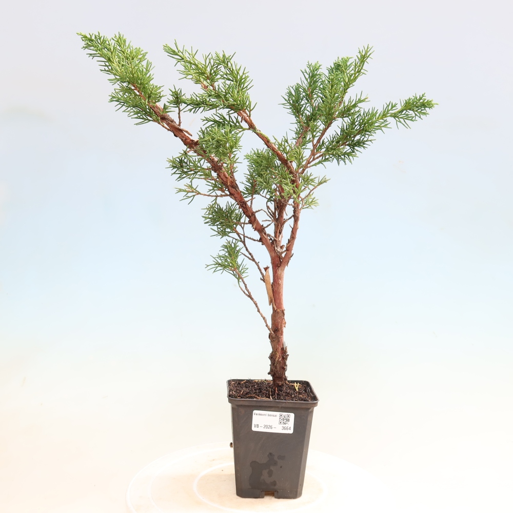 Bonsai da esterno - Juniperus chinensis Kishu
