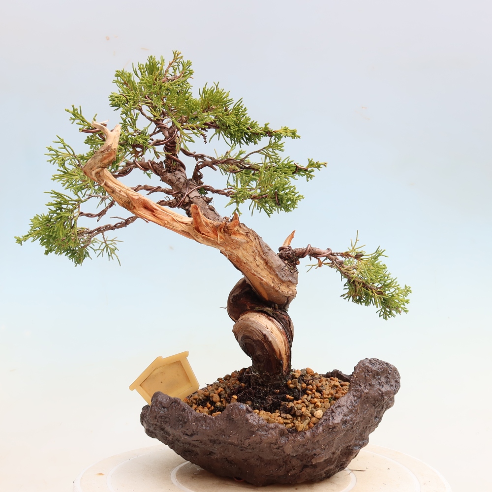 Bonsai da esterno - Juniperus chinensis Itoigawa-Juniperus chinensis
