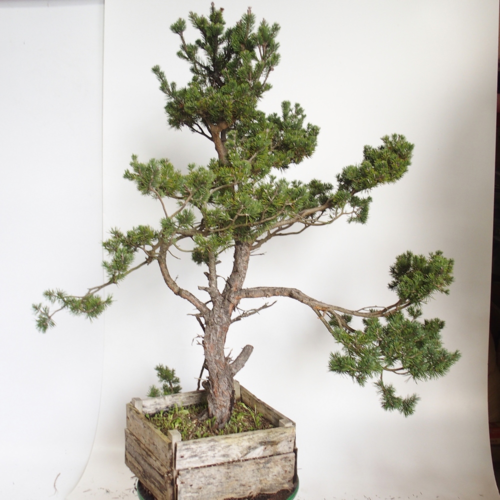 Yamadori - Pinus sylvestris Spagna