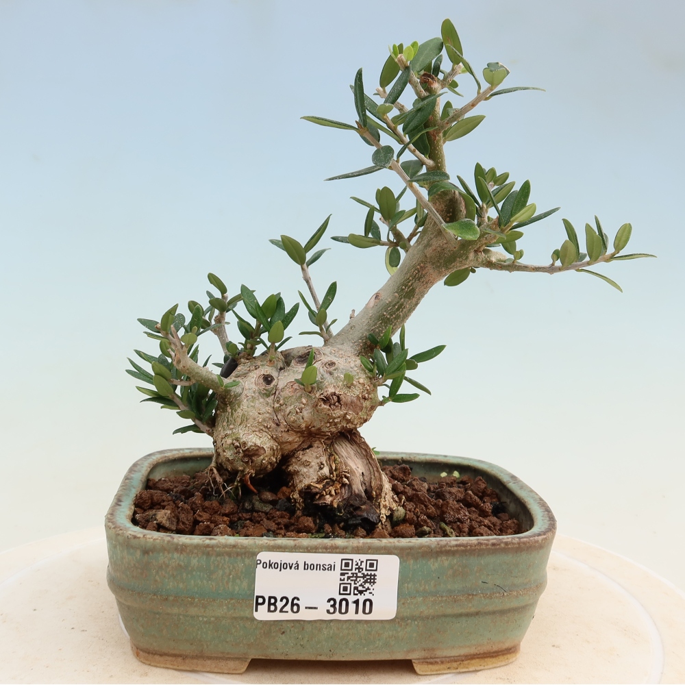 Bonsai da interno - Olea europaea sylvestris