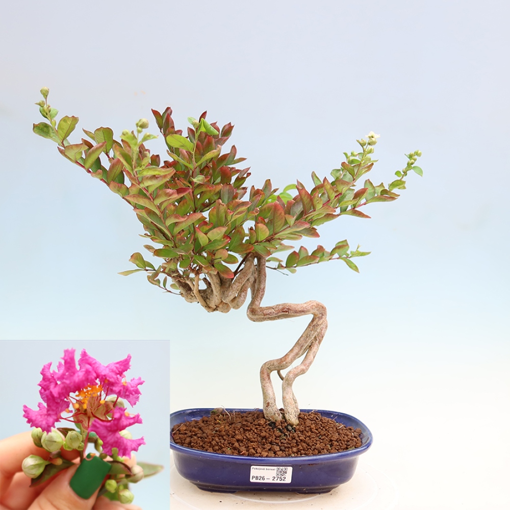 Bonsai da interno - Lagerstroemia indica - lillà indiano