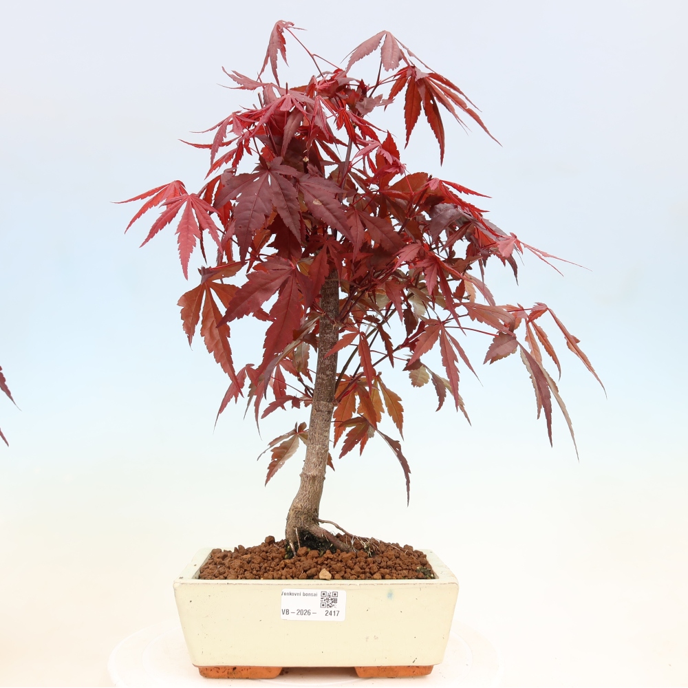 Bonsai da esterno - Palma Acer. Atropurpureum-Javor palmate