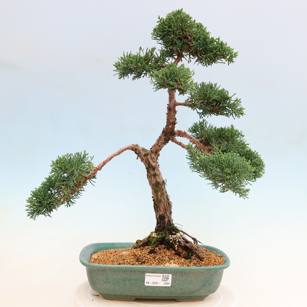 Bonsai da esterno - Juniperus chinensis Kishu